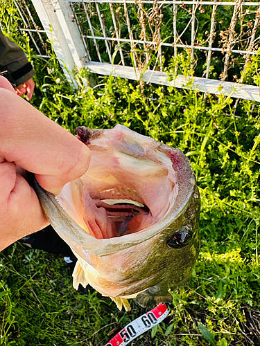 ブラックバスの釣果