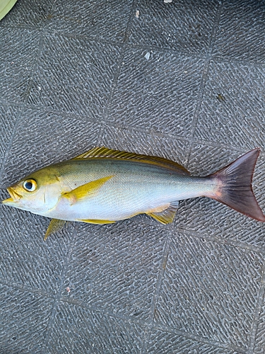 イサキの釣果