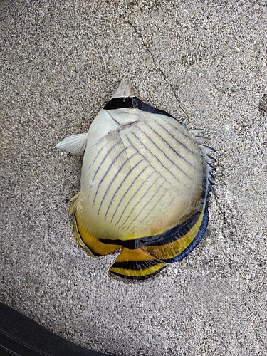 チョウチョウウオの釣果