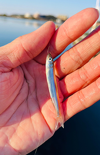 チアユの釣果