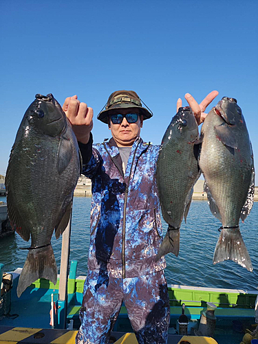 グレの釣果