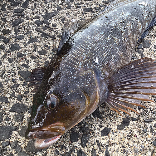 アブラコの釣果