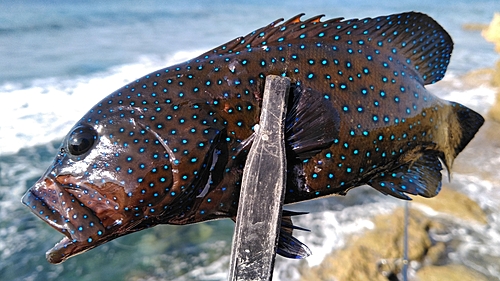 アオノメハタの釣果