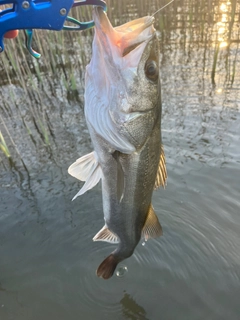 スズキの釣果