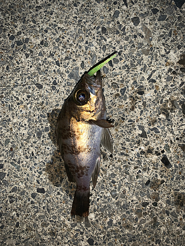 メバルの釣果