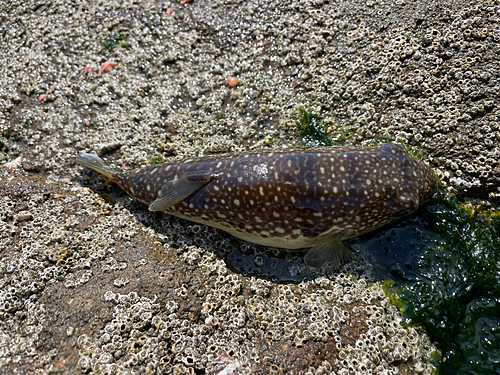 クサフグの釣果