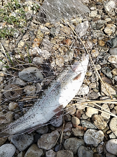 ニジマスの釣果