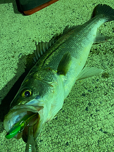 シーバスの釣果