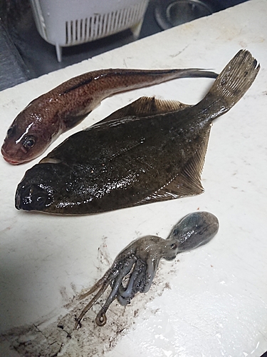 カレイの釣果