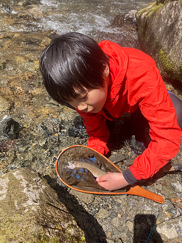 イワナの釣果