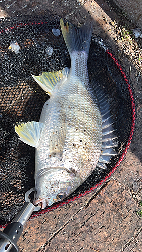 キビレの釣果