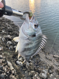 キビレの釣果