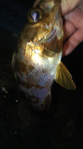 メバルの釣果