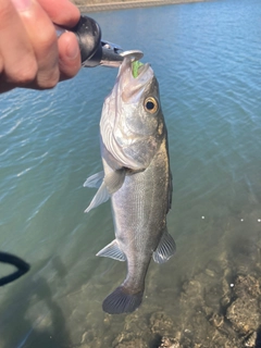 セイゴ（マルスズキ）の釣果