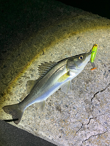 シーバスの釣果