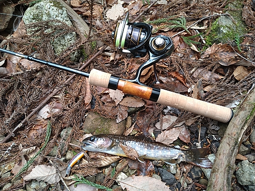 イワナの釣果