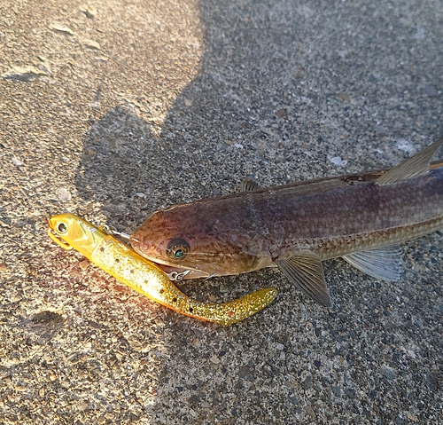 エソの釣果