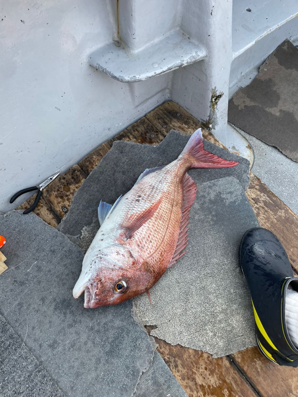 投げ釣りケンタマンさんの釣果 3枚目の画像