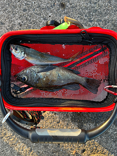 メバルの釣果