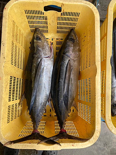 ビンチョウマグロの釣果