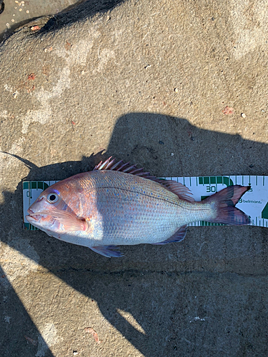 マダイの釣果