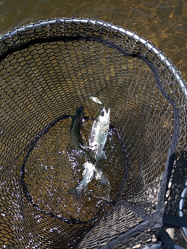 ニジマスの釣果