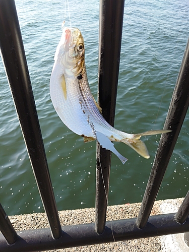 コノシロの釣果