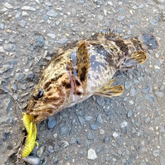 タケノコメバルの釣果