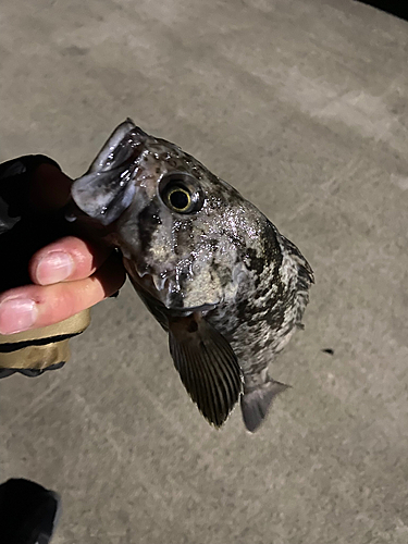 クロソイの釣果