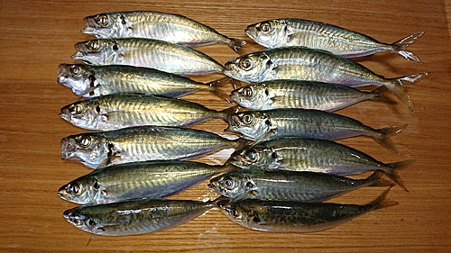 マルアジの釣果