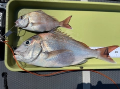 マダイの釣果