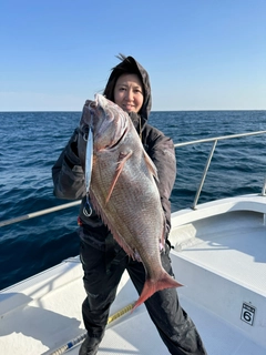 マダイの釣果