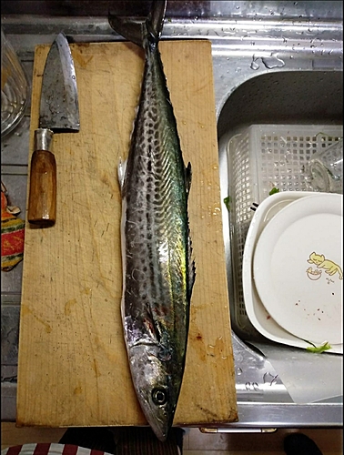 サゴシの釣果