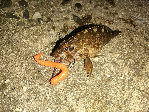 カサゴの釣果