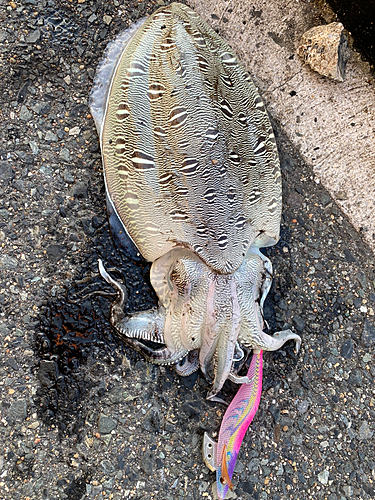 コウイカの釣果