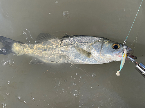 シーバスの釣果