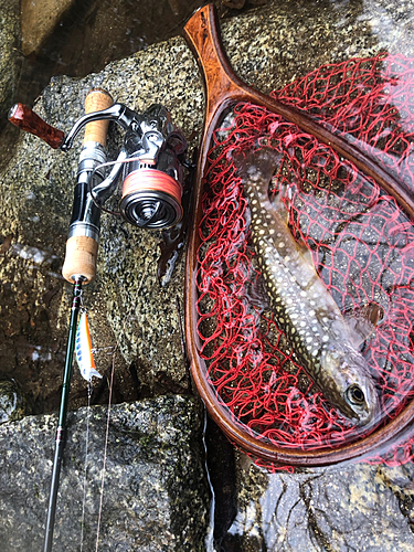 イワナの釣果