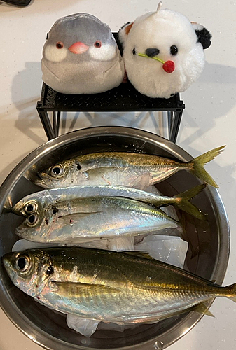 アジの釣果