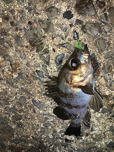 メバルの釣果