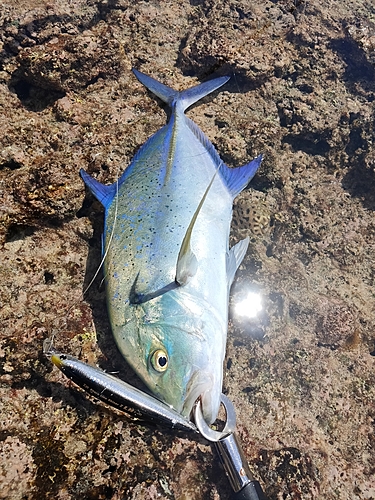 カスミアジの釣果