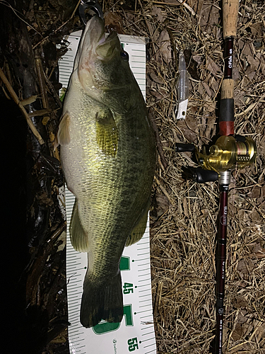 ブラックバスの釣果