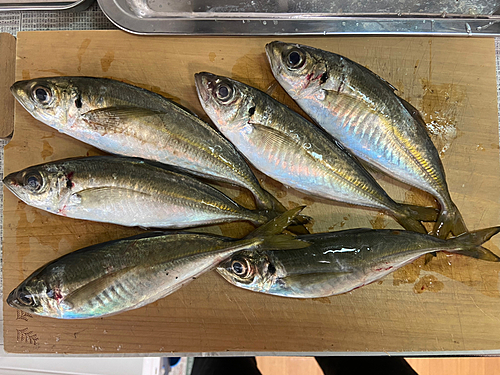 アジの釣果