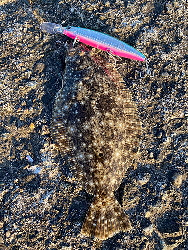 ソゲの釣果