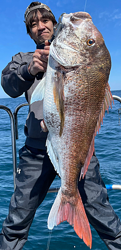 マダイの釣果