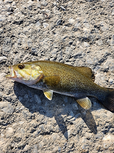 スモールマウスバスの釣果