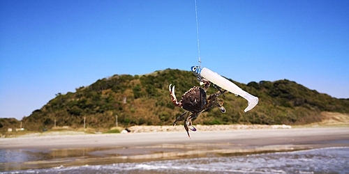 カニの釣果