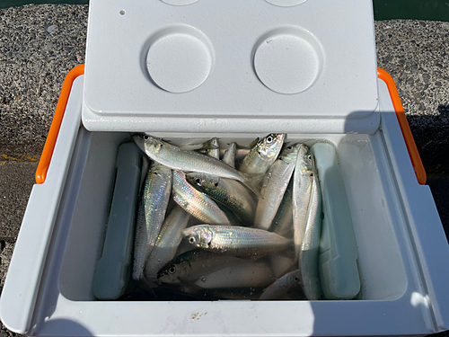 カタボシイワシの釣果