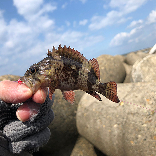 ギンポの釣果