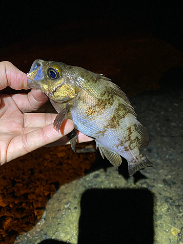 メバルの釣果