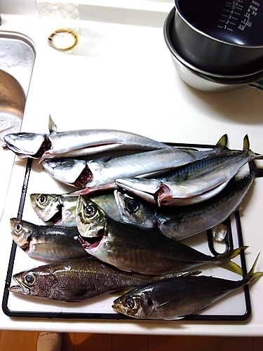 アジの釣果